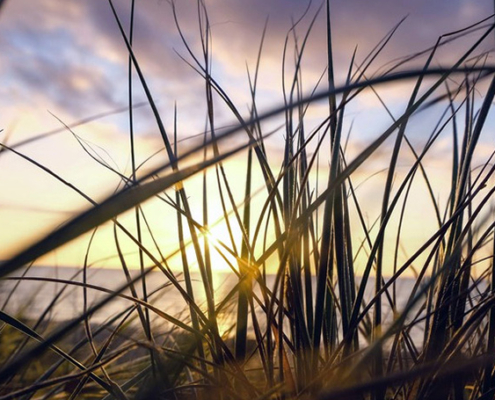 spartina-all-in-a-name